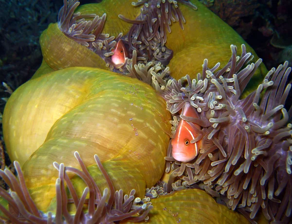 Рожевий Anemonefish & Тоса комменсальной креветки — стокове фото