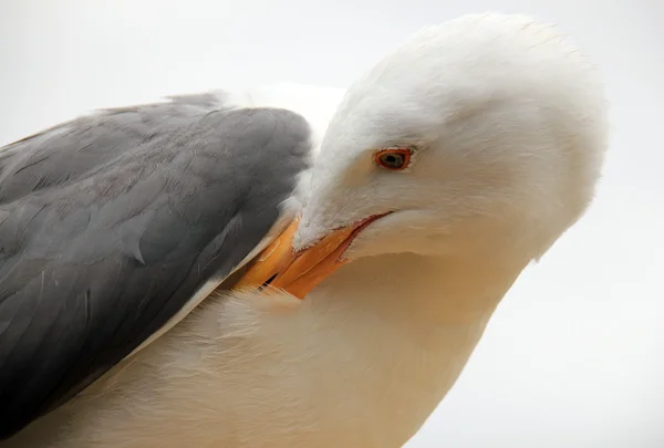 Limpeza da gaivota — Fotografia de Stock