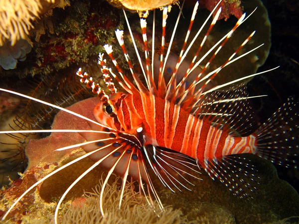 Spotfin Lionfish — стокове фото