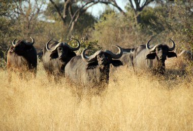 Buffalo Soldiers