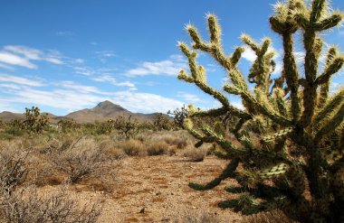 Cactus and Joshua Trees clipart