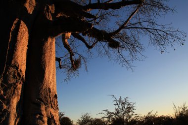 Baobab Tree clipart