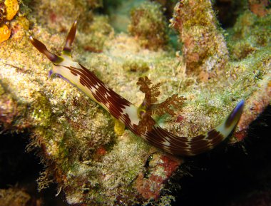 çizgili neon slug