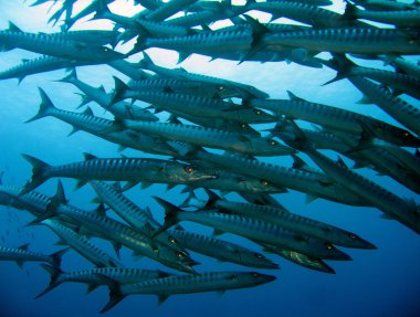 Testere dişi barracudas