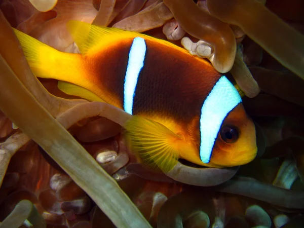 Rode zee anemonefish — Stockfoto
