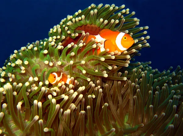 Western Clown-anemonefish Coppia — Foto Stock