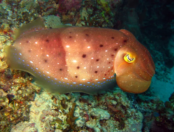 Broadclub Cuttlefish — Stock Photo, Image