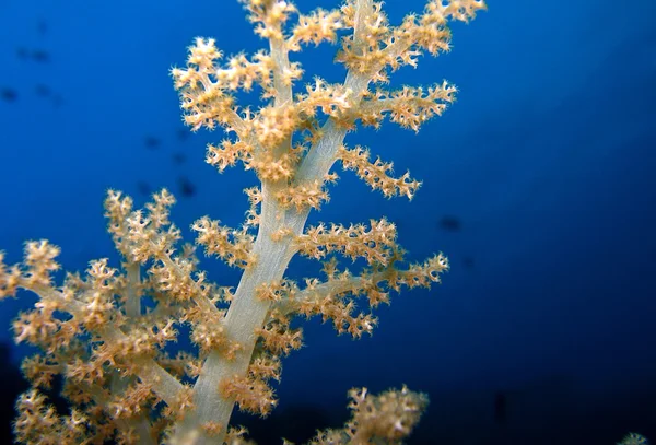 Coral mole — Fotografia de Stock