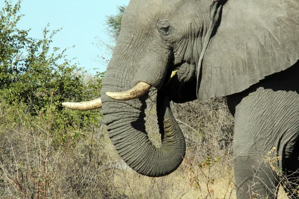 코끼리 먹는 — 스톡 사진