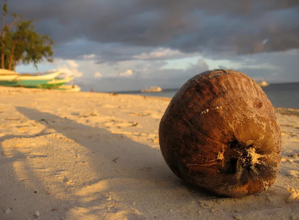 stock image Coconut,