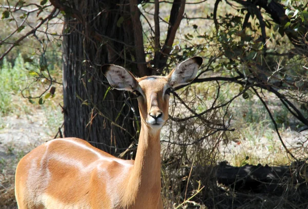 Contacto ocular com impala — Fotografia de Stock