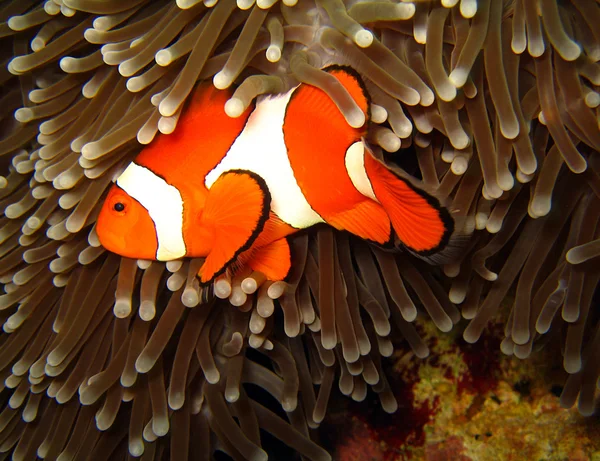 서 부 광대-anemonefish — 스톡 사진