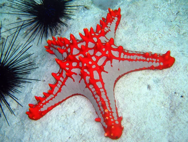 Estrella de mar con cuernos Imagen de stock