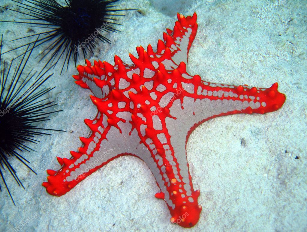 Horned Sea Star Stock Photo By C Andaman