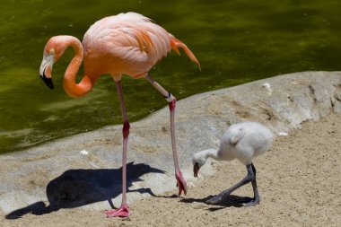 Flamingo and offspring clipart