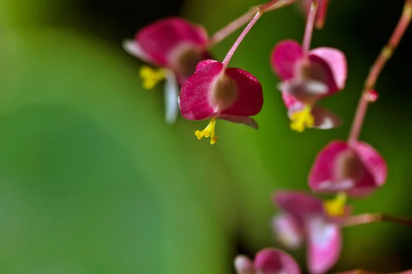 stock image Pink Orchid