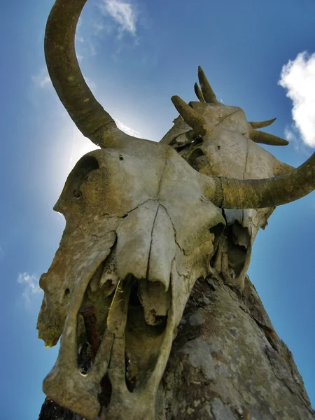 stock image Cattle Skulls