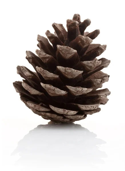 stock image Pinecone on white