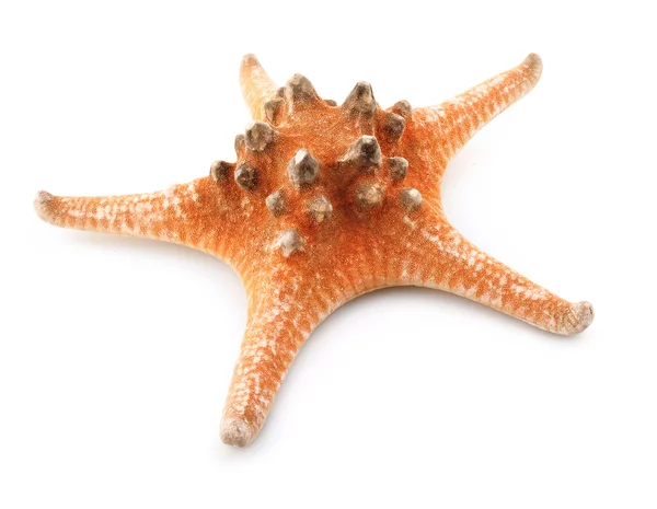 Sea-star on white — Stock Photo, Image