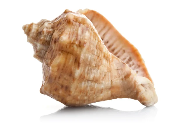 Stock image Marine seashell