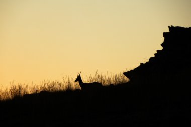 gün batımı geyik