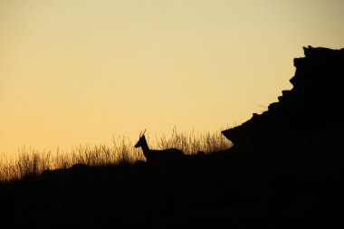 Sunset deer clipart