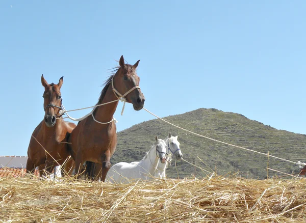 Cuatro caballos —  Fotos de Stock