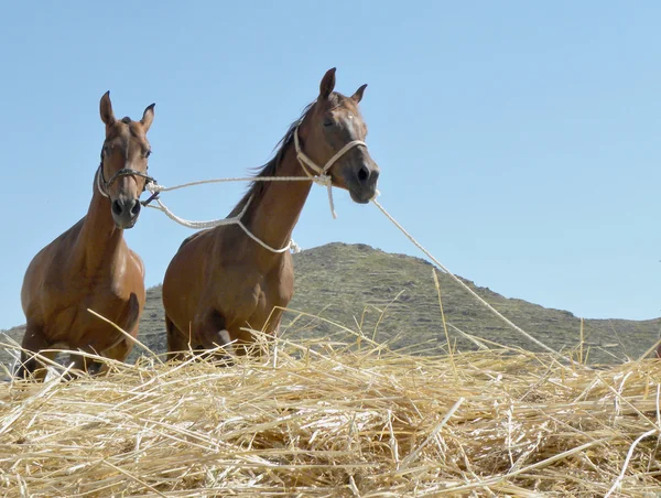 一生懸命働いてスペインの馬 — ストック写真