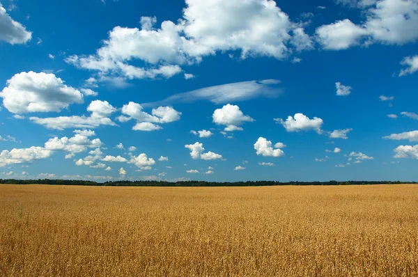 stock image Ecology mainstream - clean oats field