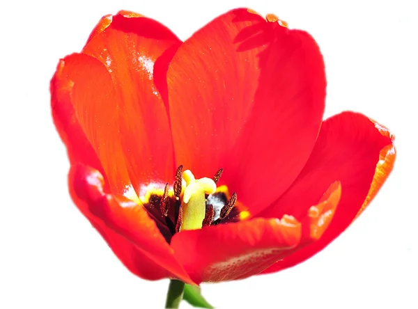 Красный тюльпан поверх белого — стоковое фото