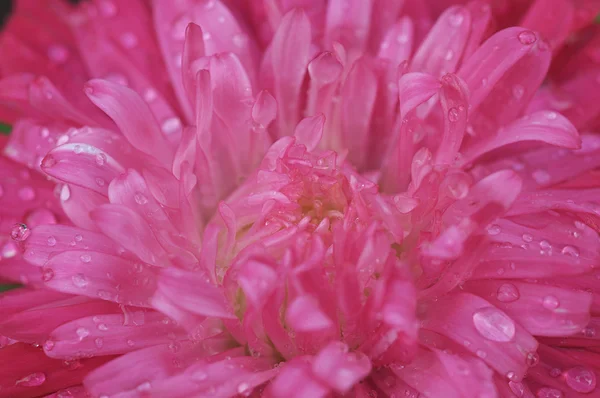 stock image Pink aster with water drops