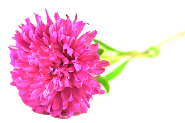 Aster virág — Stock Fotó