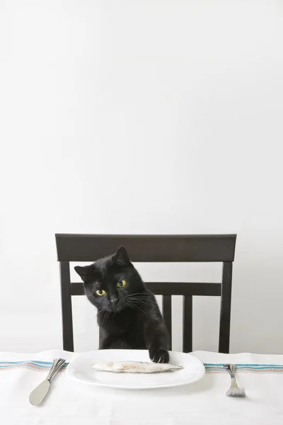 Чорний кіт ловить рибу — стокове фото