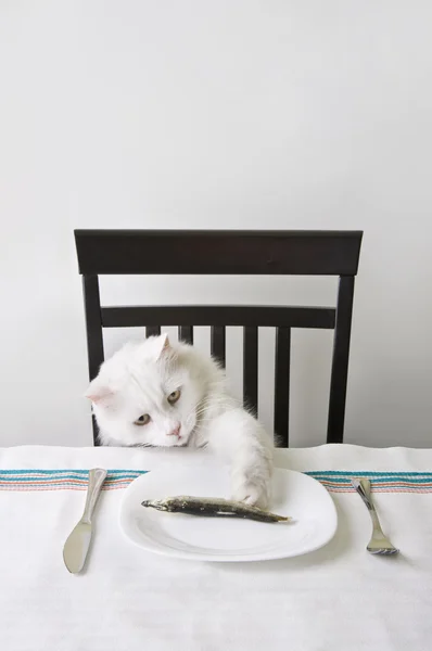 Stock image White cat snatch a fish