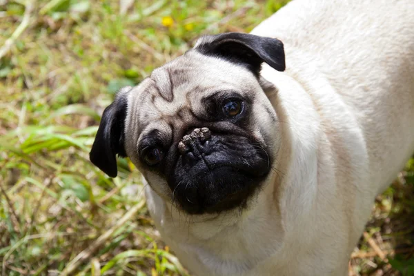 Annie The Pug - Just being Annie. — Stock Photo, Image