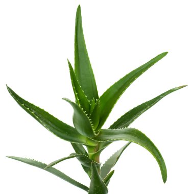 aloe vera üzerinde beyaz izole