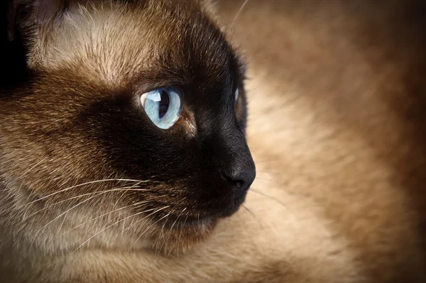 Siamese katt närbild — Stockfoto