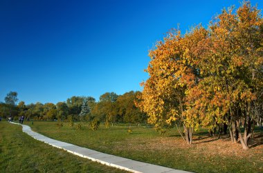 Autumn in the park clipart