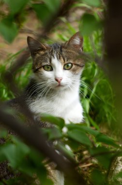 Stray cat hiding in the bush clipart