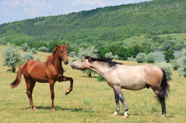 Two friendly horses clipart