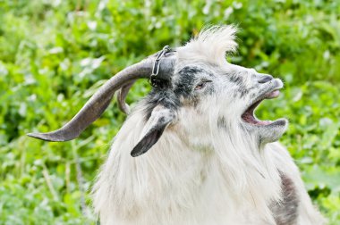 Domestic goat clipart