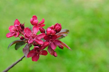 Bordo crabapple çiçekleri