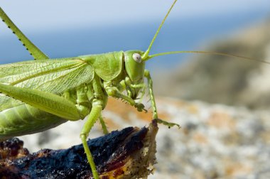 Green locust eating meat clipart