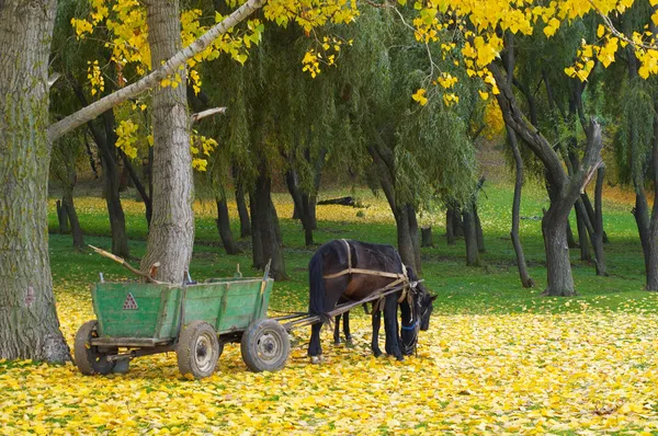 Koně v podzimním lese — Stock fotografie