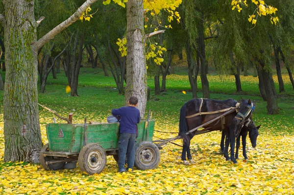 Cavalo com potro na floresta de outono — Fotografia de Stock