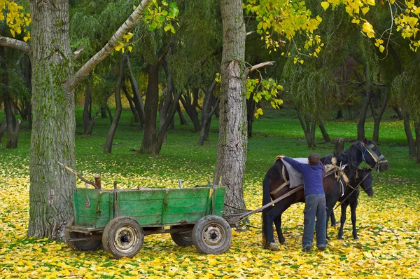 Hevonen varsan kanssa syksyllä metsässä — kuvapankkivalokuva