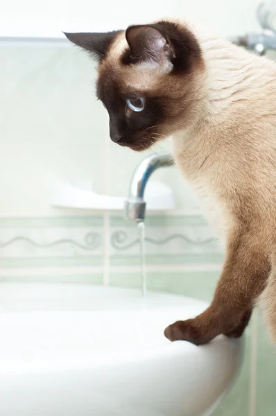 Thirsty siamese cat in bathroom — Stock Photo, Image