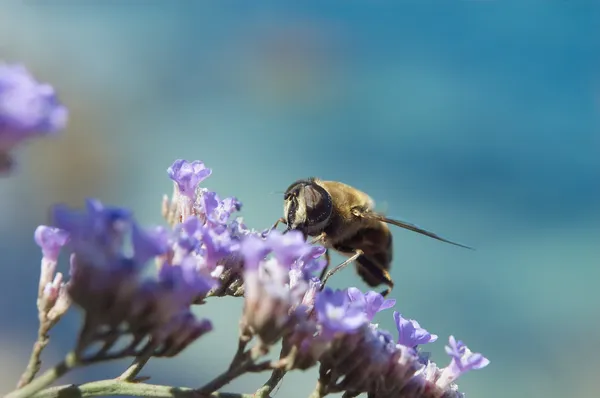 stock image Bee on flowers