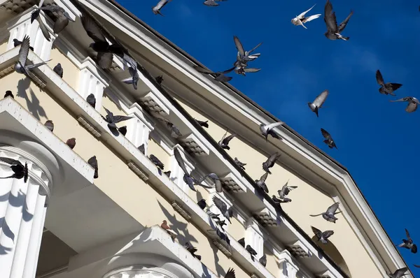 Uçan güvercinler — Stok fotoğraf