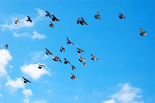 Palomas voladoras — Foto de Stock
